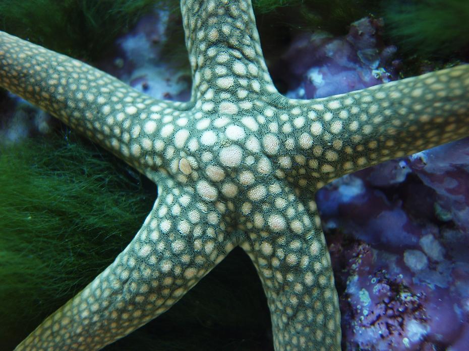 Marble Starfish